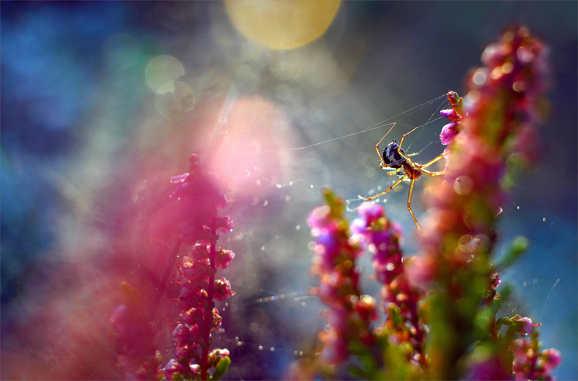 2010 Best EID, German Open