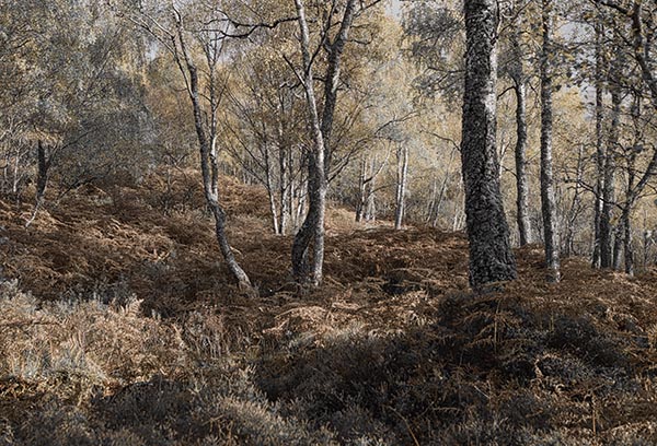 Craigellachie Woodland