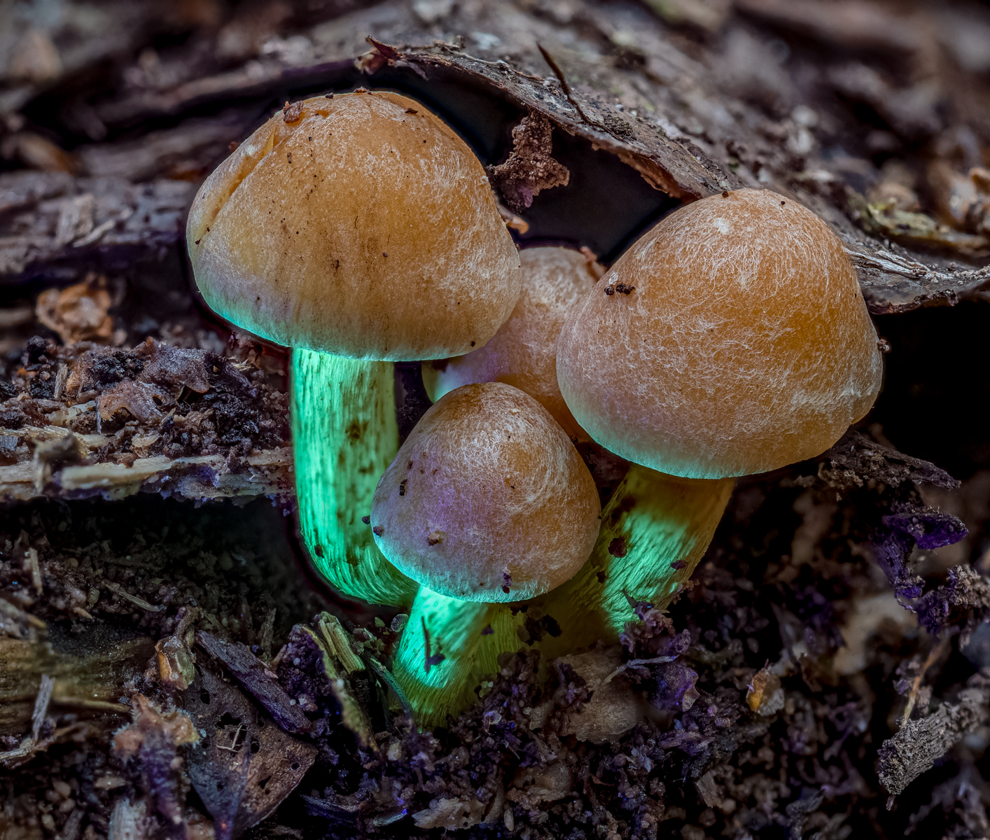 Sandy Slime Moulds 3