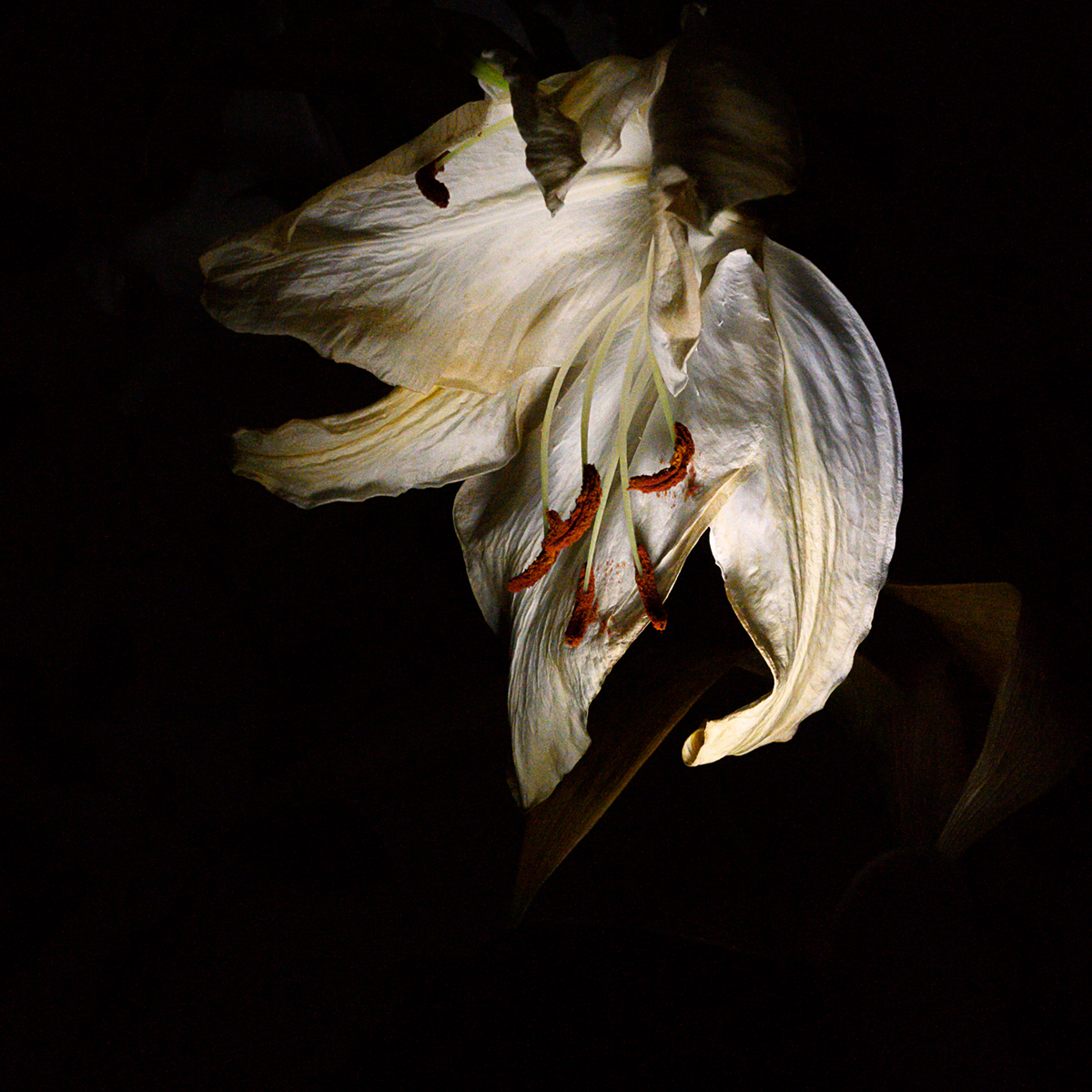 White Lily Bloom Past Its Best