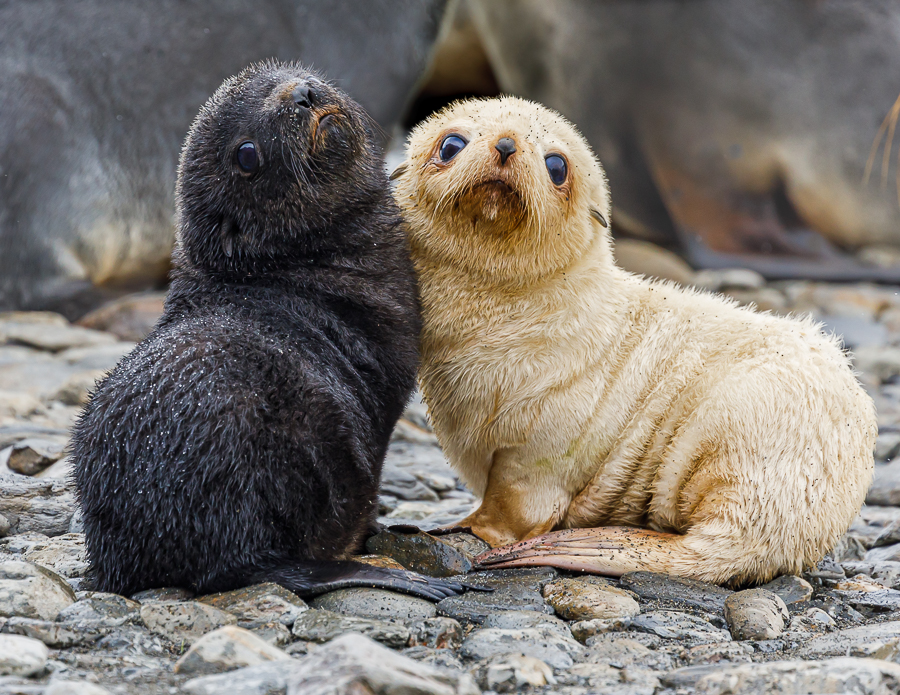 Who's Cutest By Jocelyn Edwards LRPS (Australia)