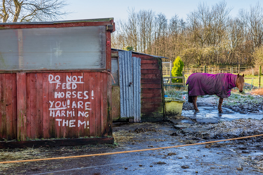 Do Not Feed The Horses