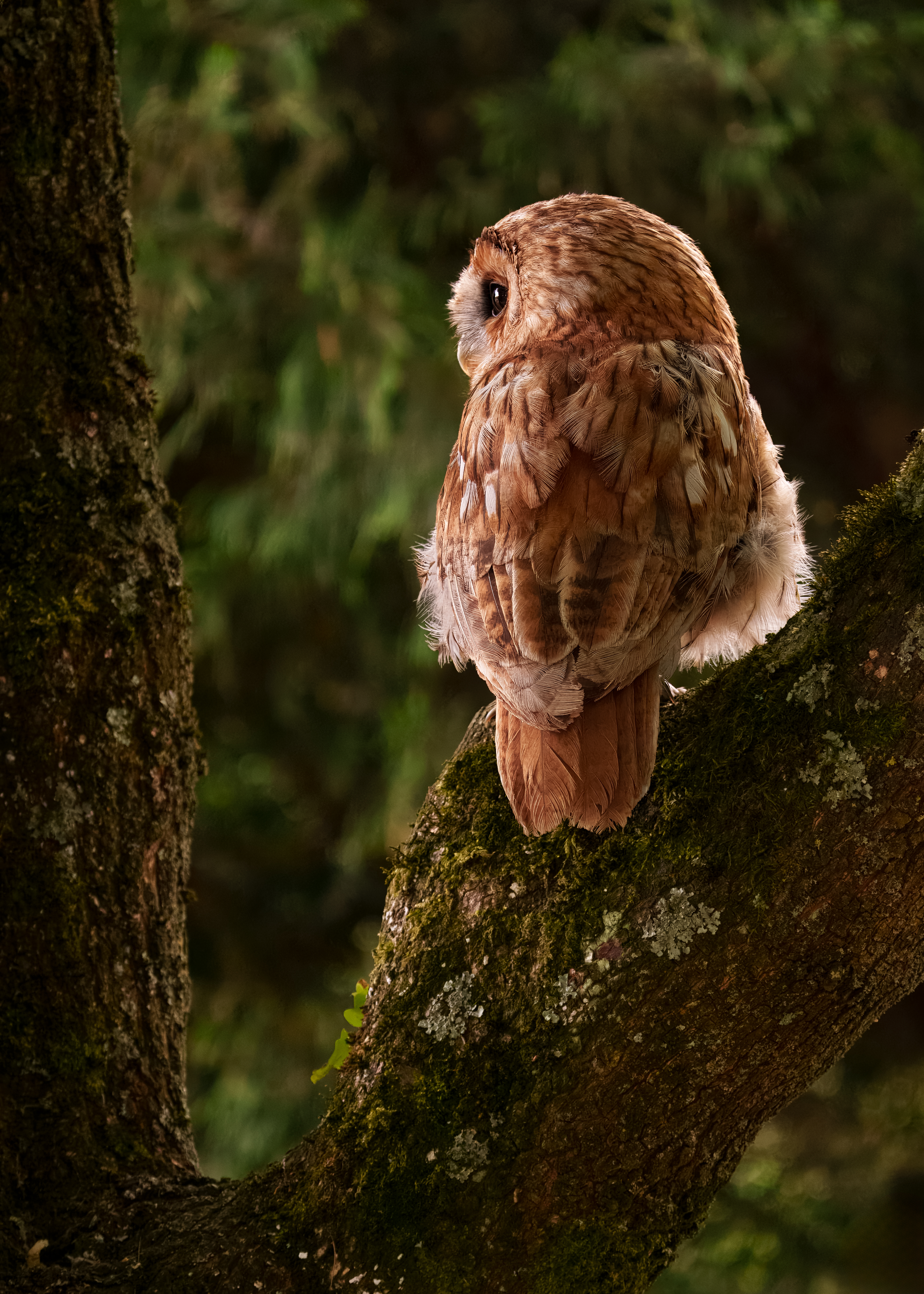 Pensive Owl By Martin Tomes