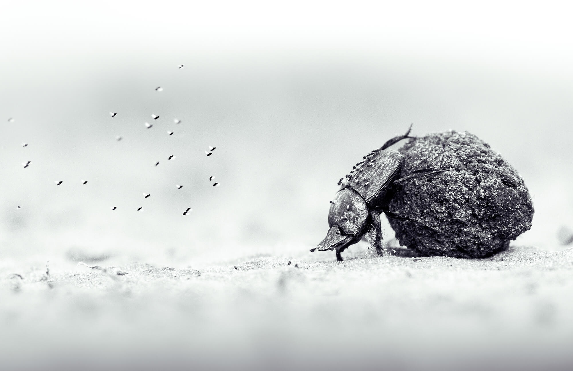 © Oscar Whitfield 2