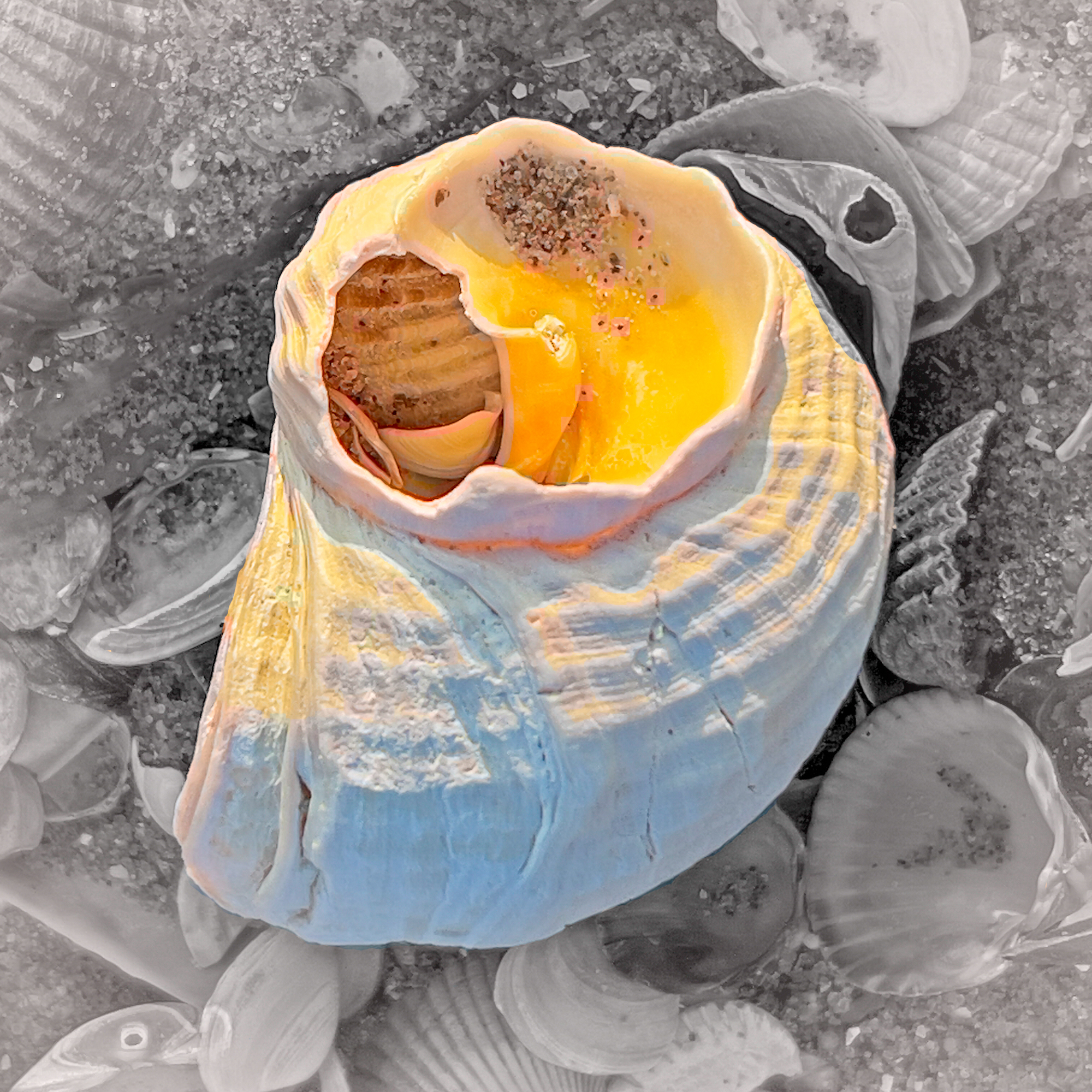 2208 Horstw Shell On The Beach