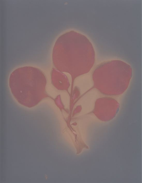 © Gem Toes-Crichton / - Nicotiana benthamiana Domin. 