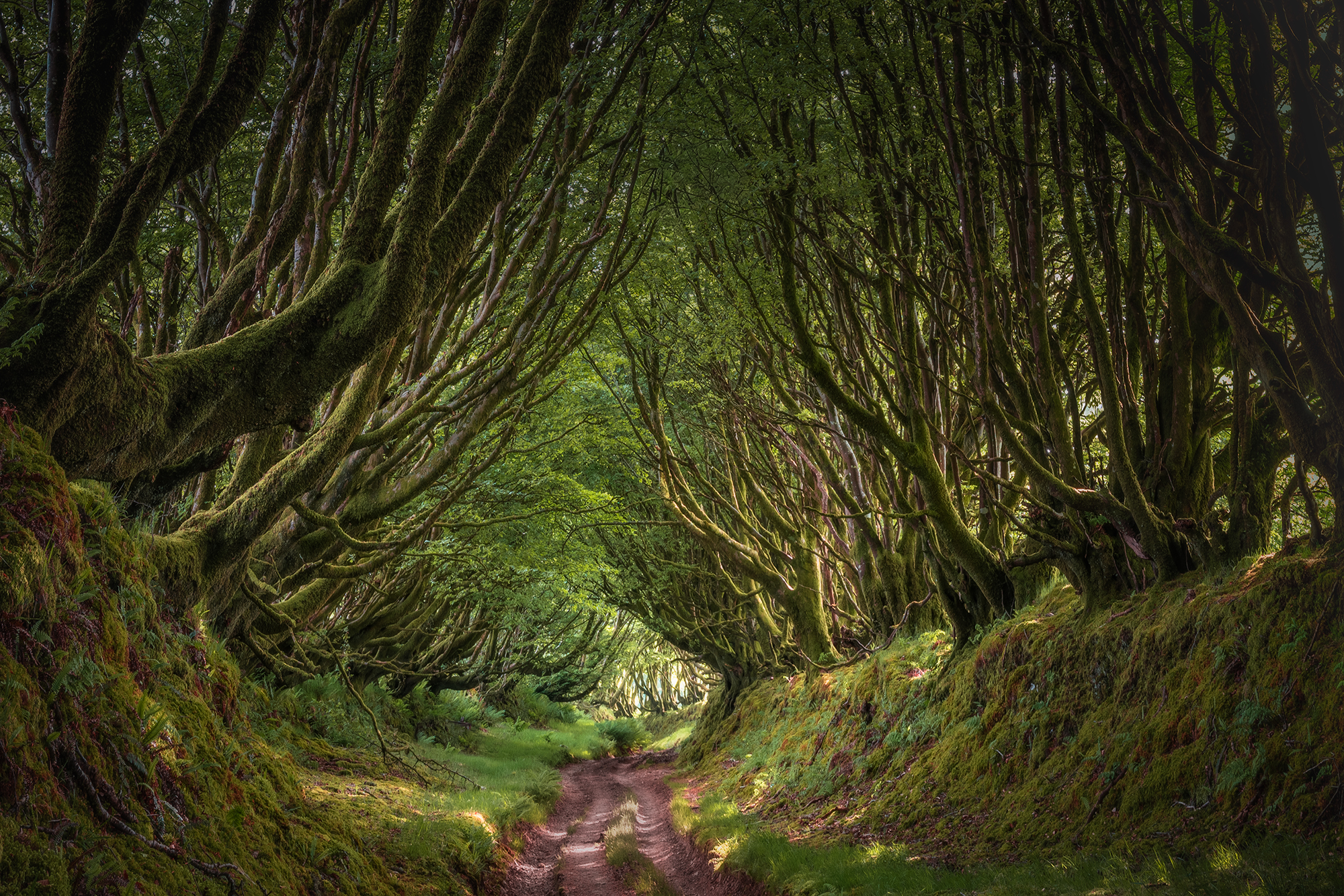 3rd Place – The Sunken Way by Mike Murphy