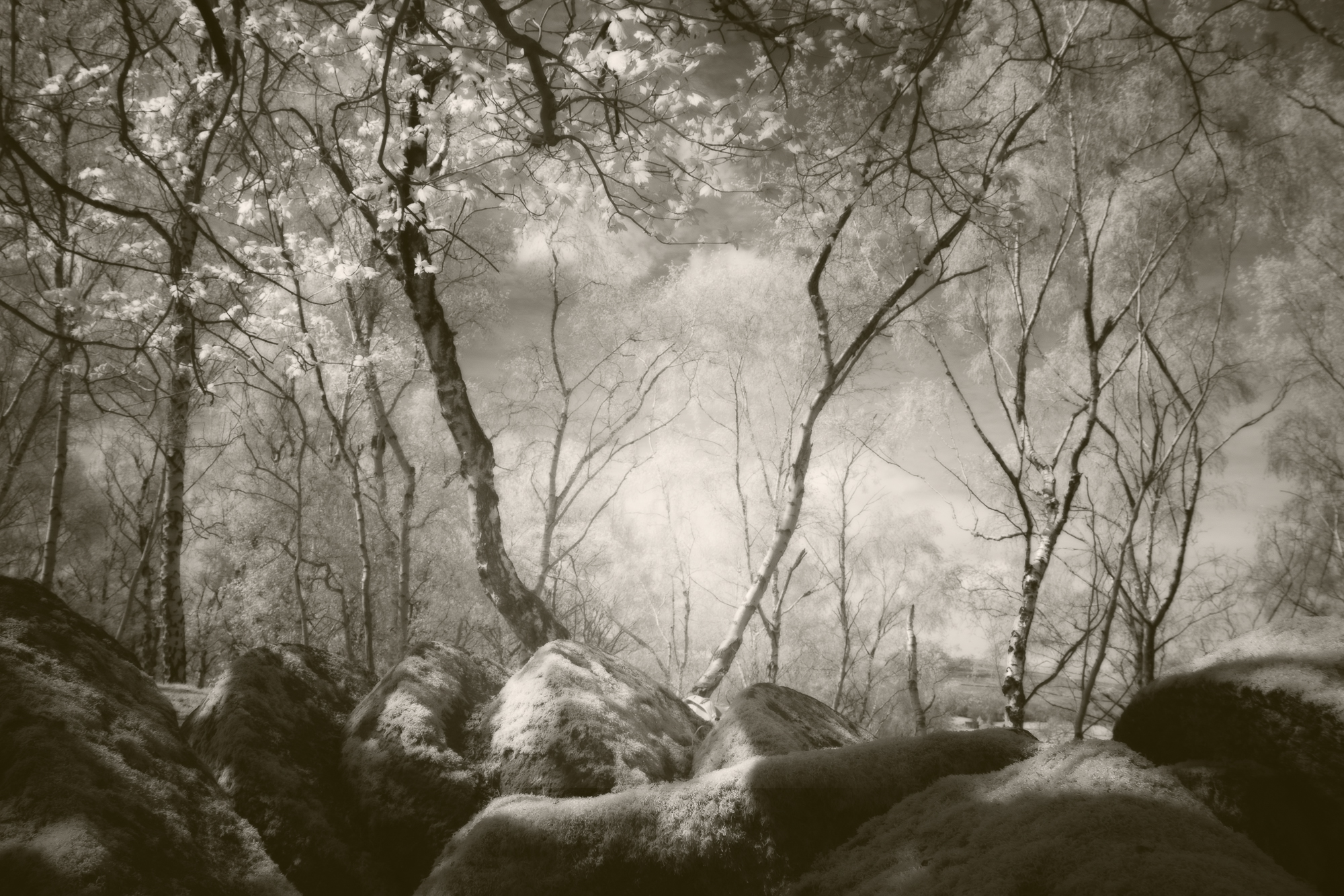 Trees In The Quarry Clare Collins ARPS