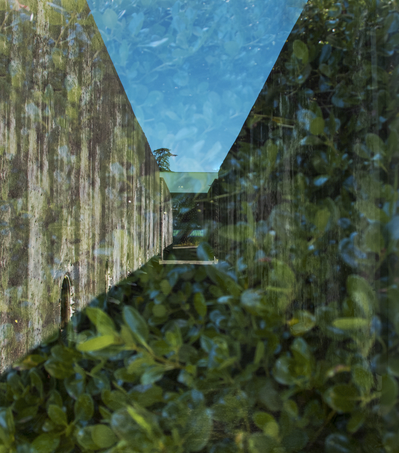 Leaf Cover by Cheryl Harvey