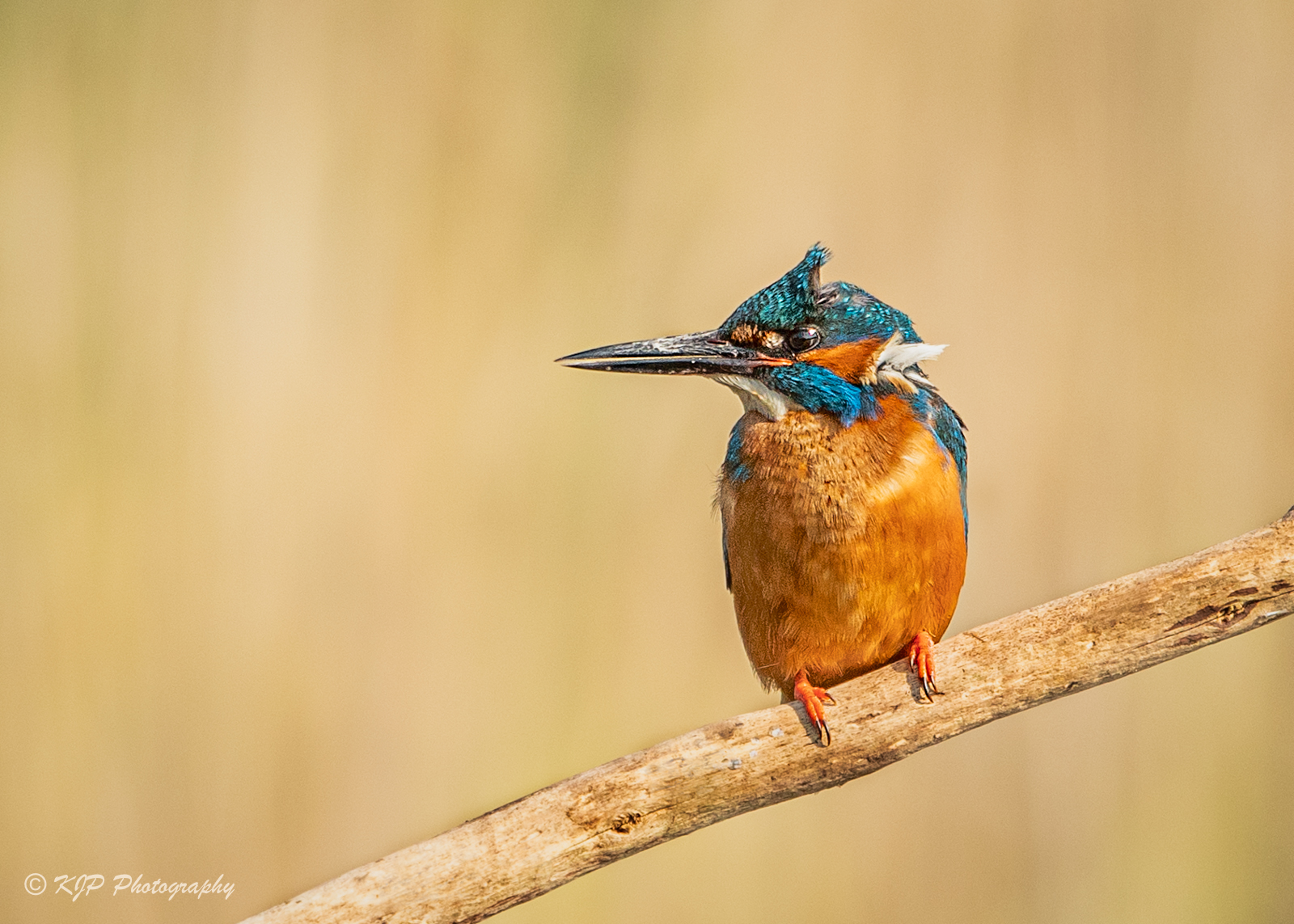 Kingfisher Windy Wm