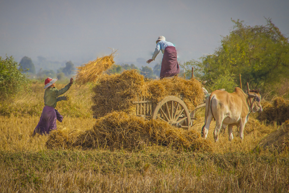 Gathering Hay