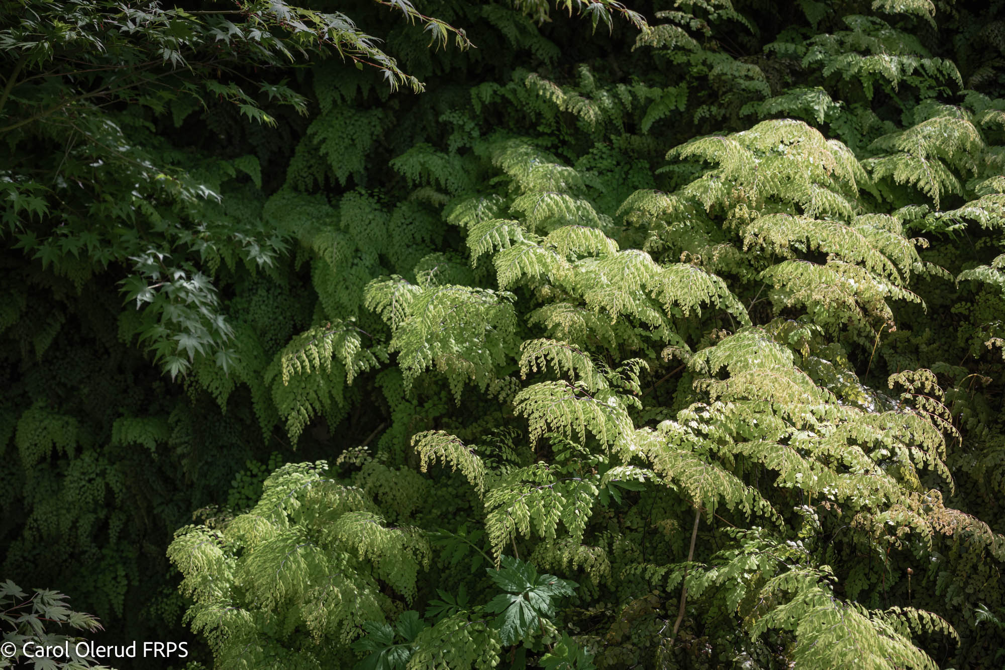 NL Carol Olerud FRPS 03 Green