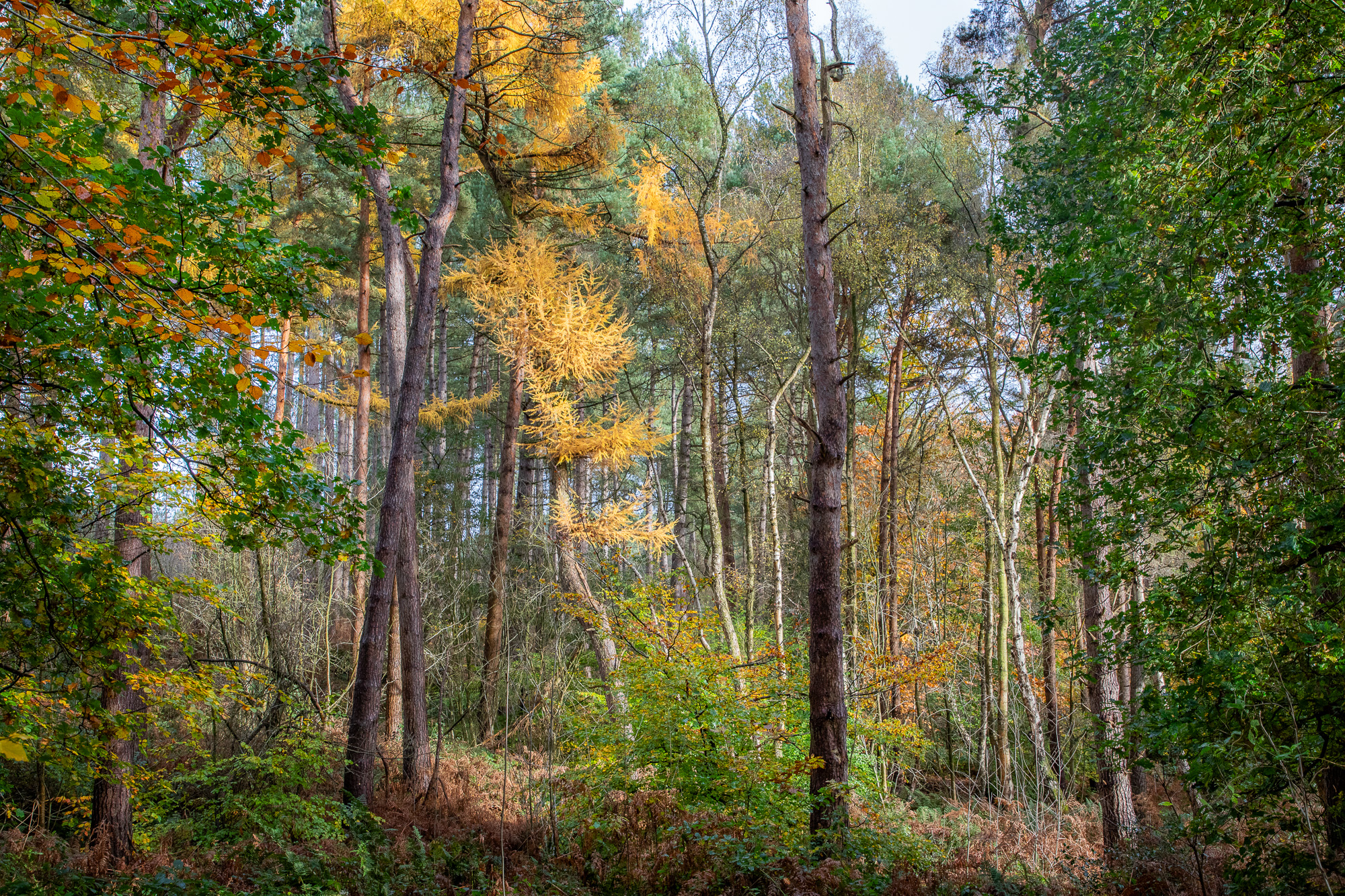 Autumn In Delamere Forest Colin Preston