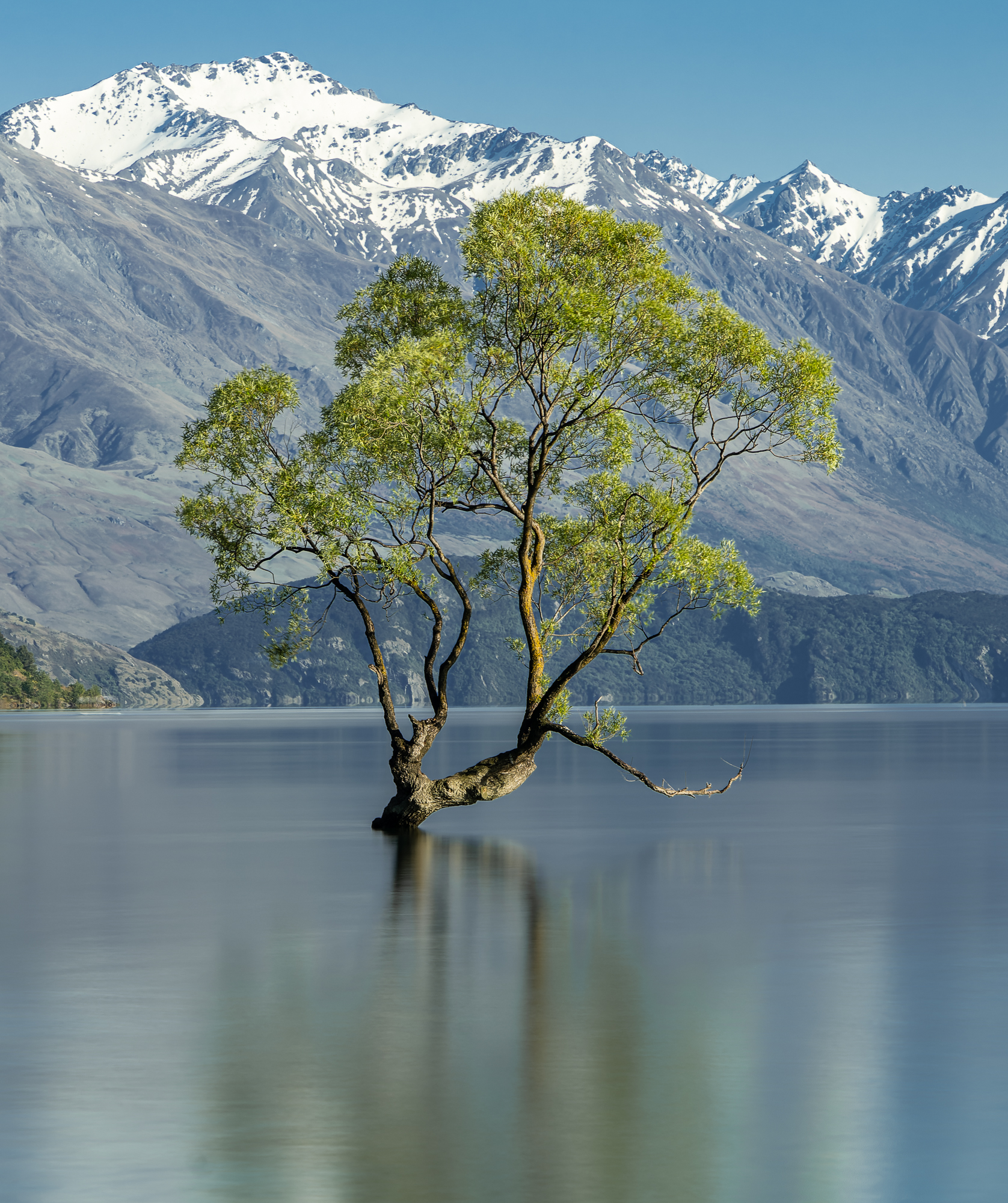 3090726 Janet Lowe Lrps Lake Wanaka Tree