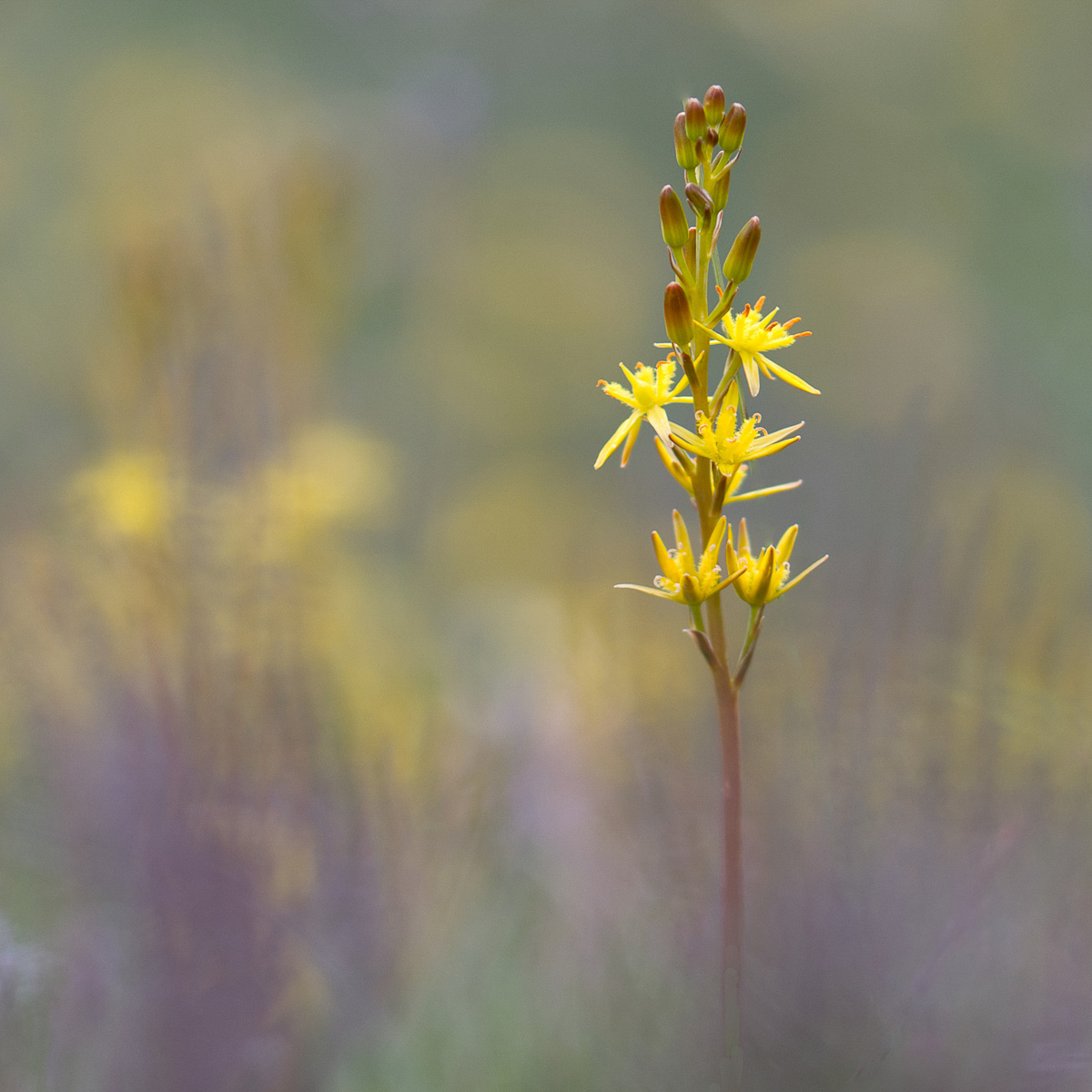 14. Bog Asphodel by Sheila McKenzie LRPS