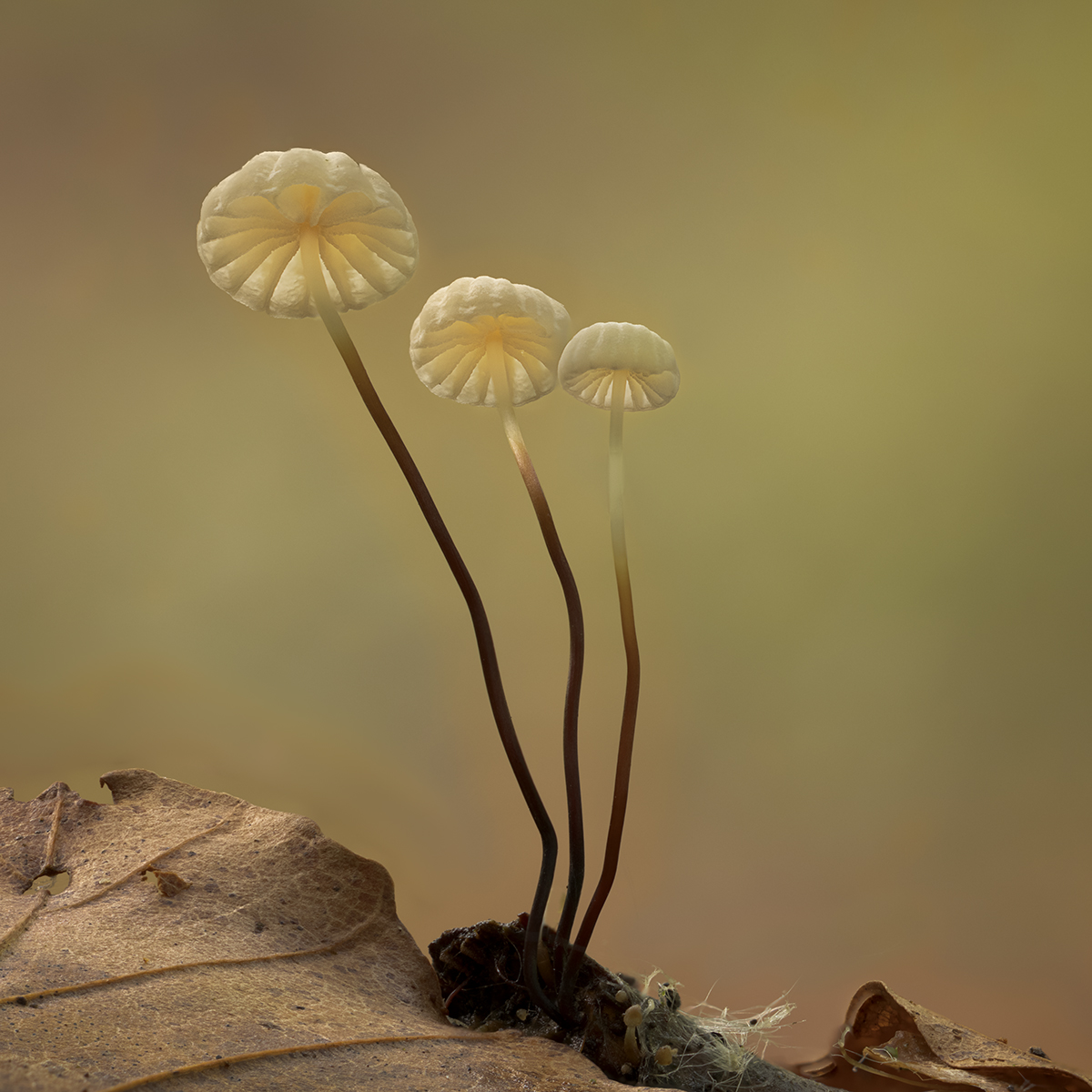 13. Parachute Fungus by Jean Robson ARPS