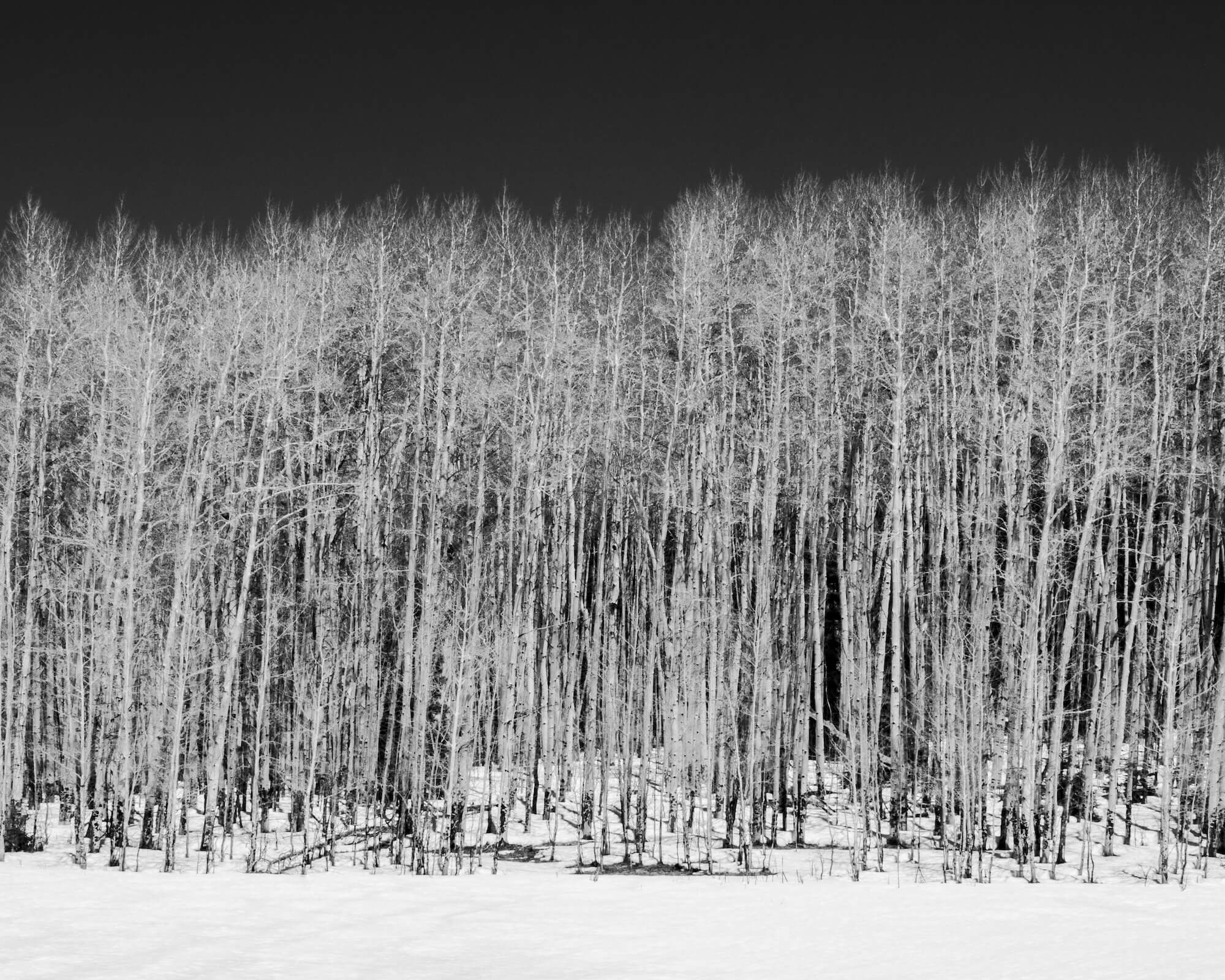 Aspen Grove, Winter, Carson National Forest, NM 2023