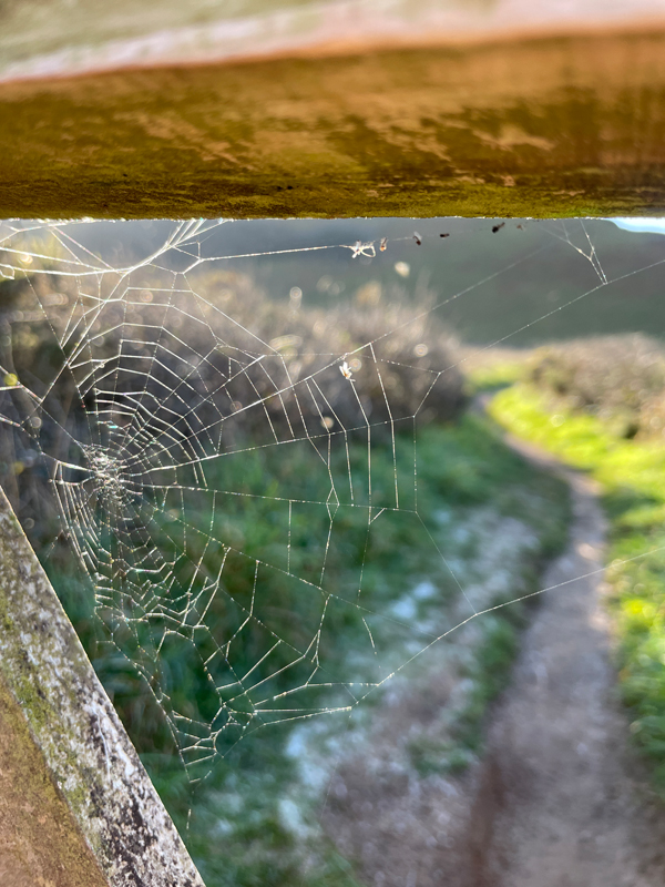 Fearne, Avonwood Primary Schooln PS DIG Certificate