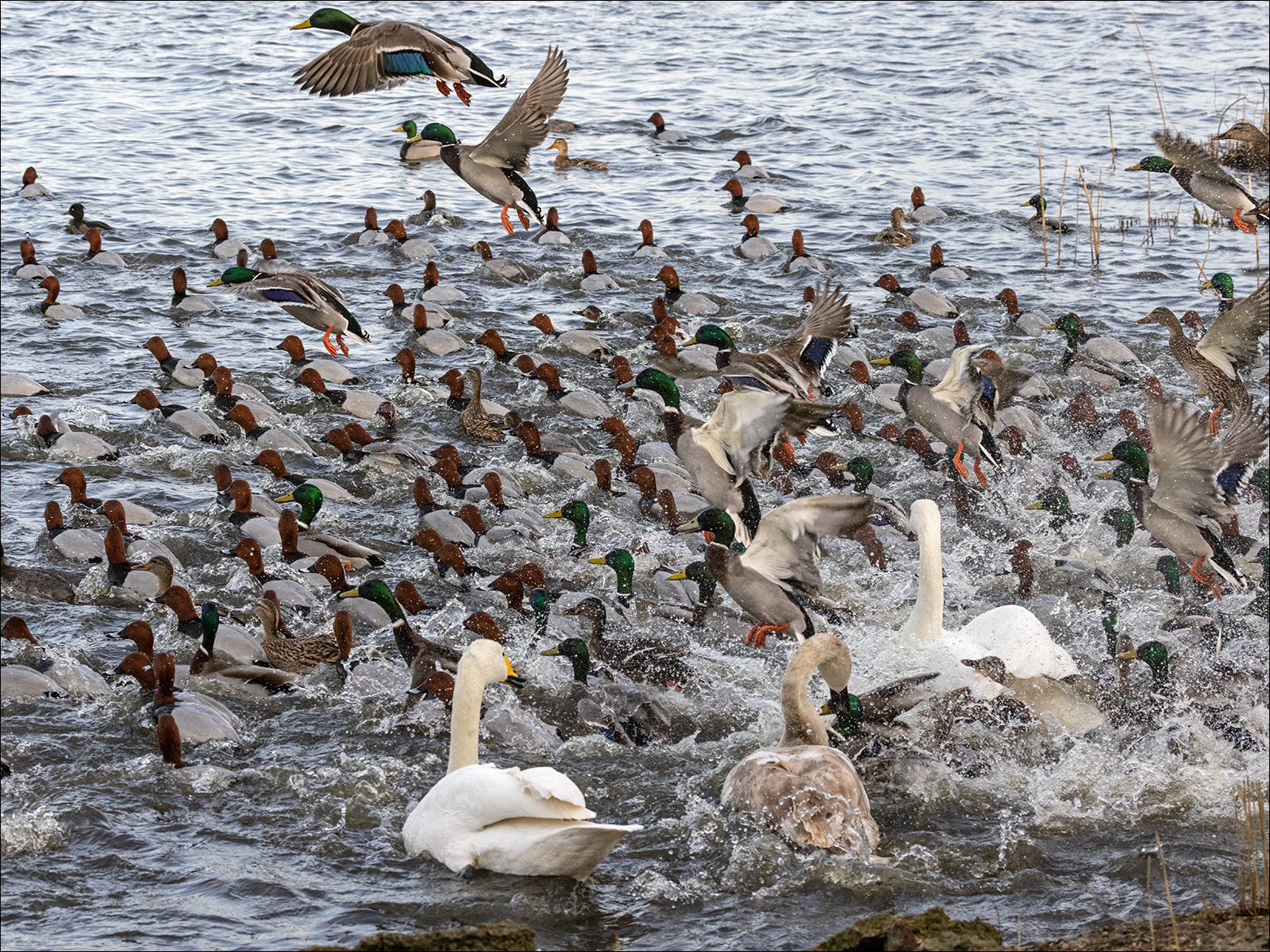Feeeding Chaos By Duncan Locke ARPS