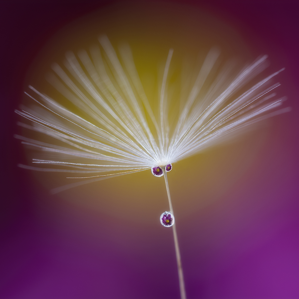 Bubble Flowers. Maria Sjpg