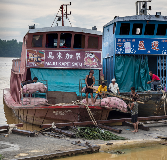 Loading Pigs, Sibu, Sarawak