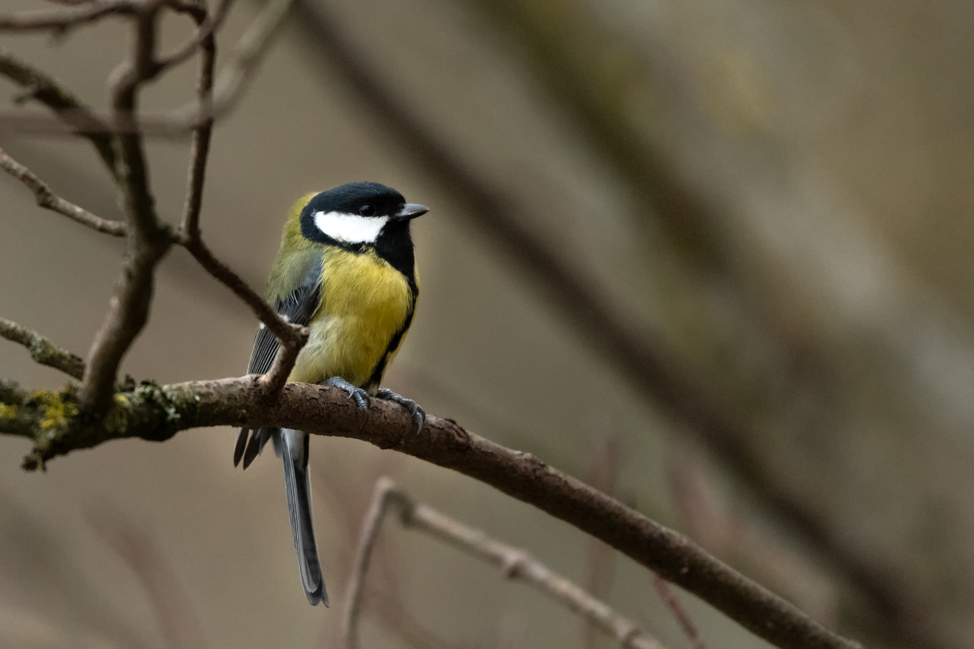 Great Tit