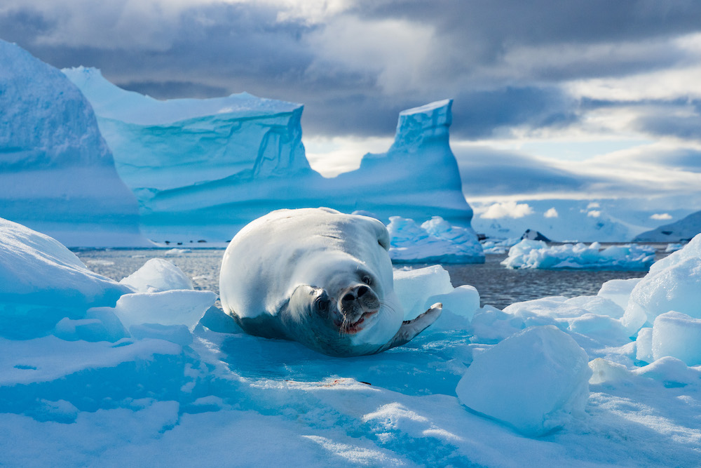 REDAAAA Wilhelmina Bay Antarctica R Akester LRPS