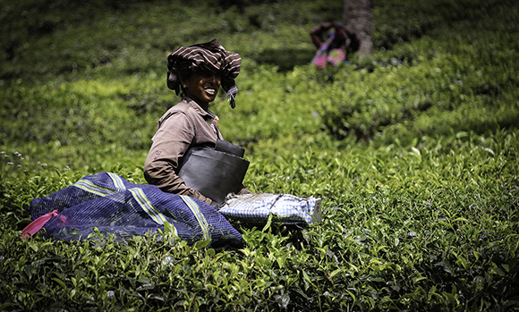 Tea Picker, Munnar Tea Plantation