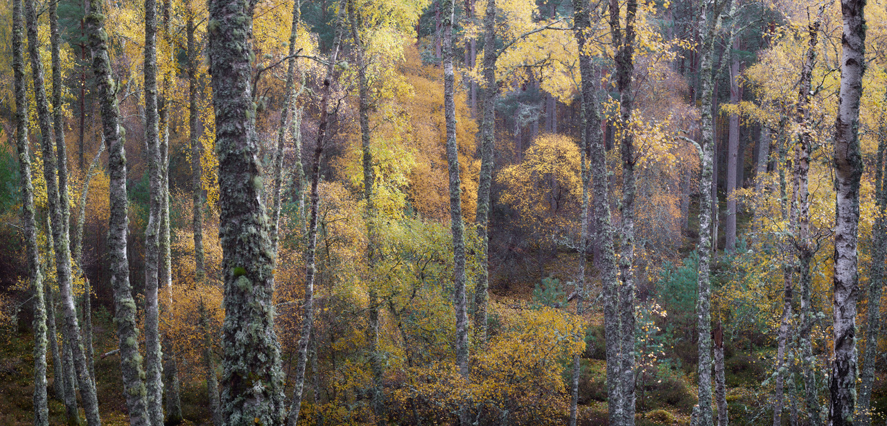 Loch Insch Nature Reserve 