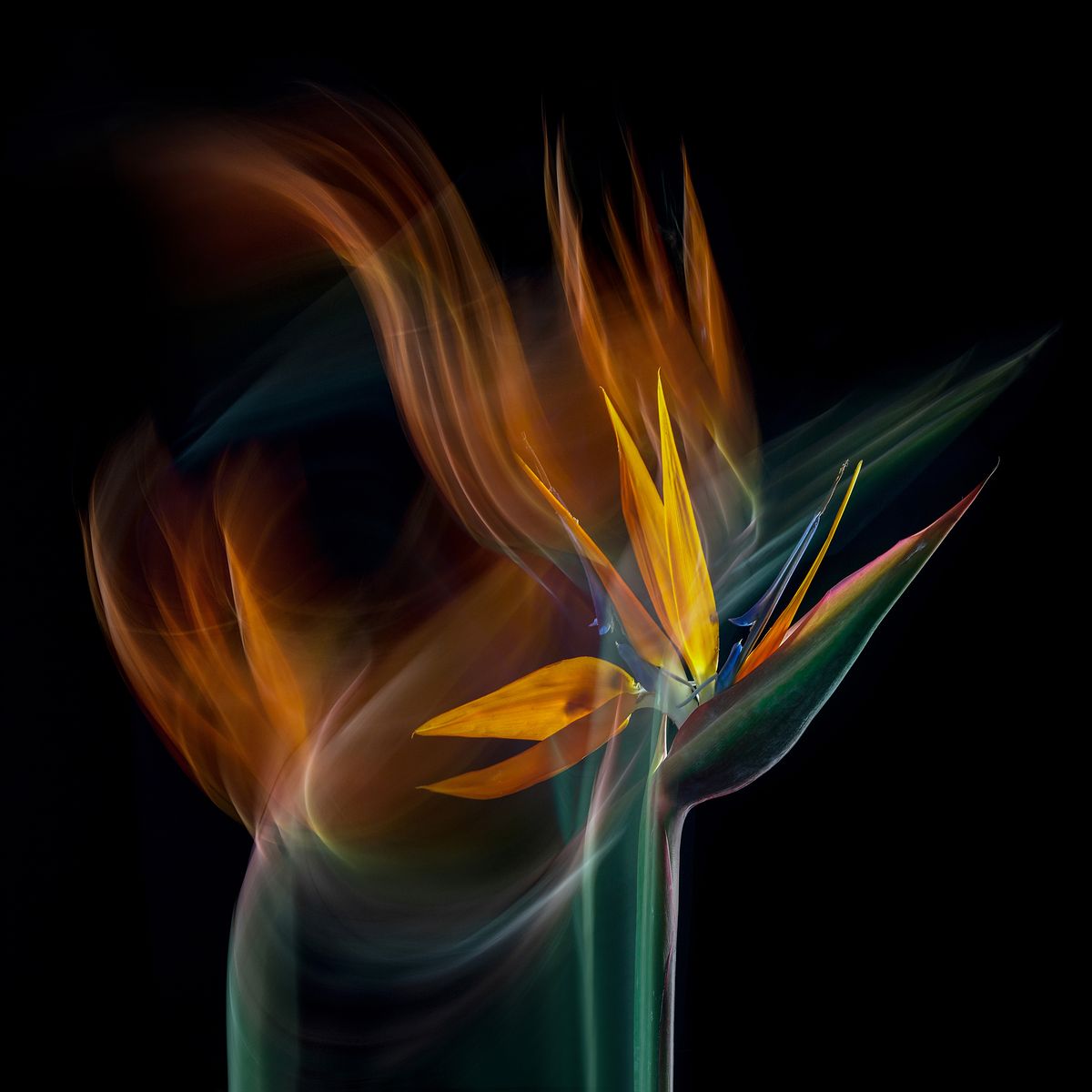 Polina Plotnikova 372637B