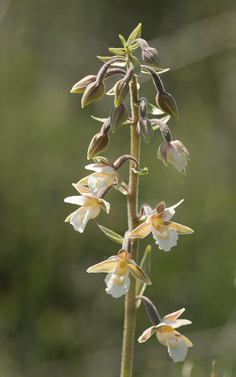 Marsh Helleborine By Lesley Simpson