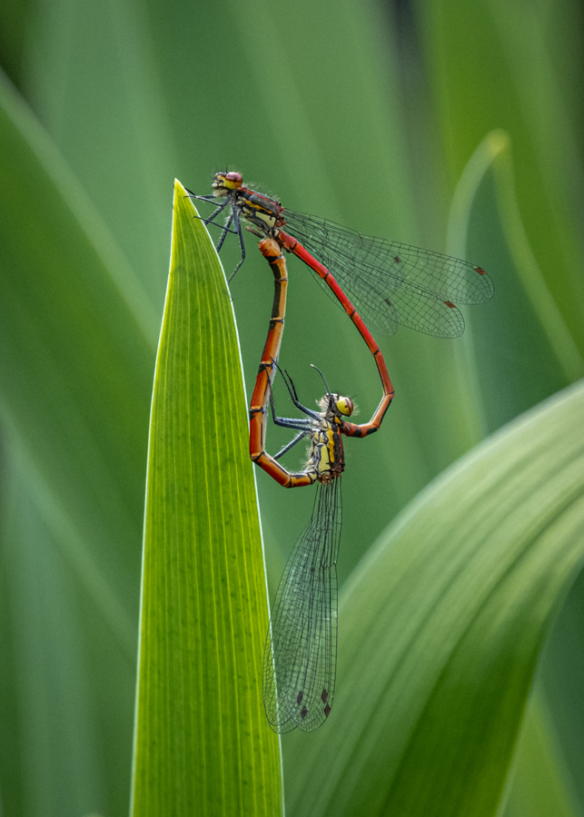 Large Red Damselfly Pair