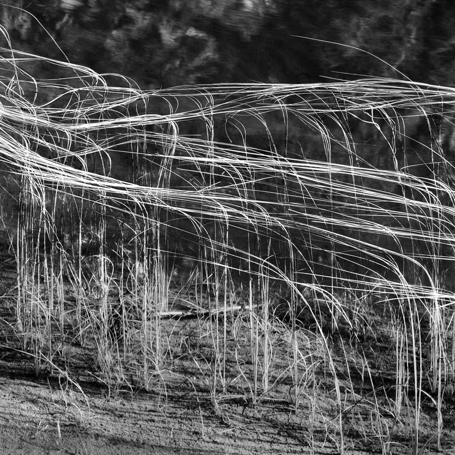 Reeds#4 By Carles Mitja ASIS FRPS (Spain)