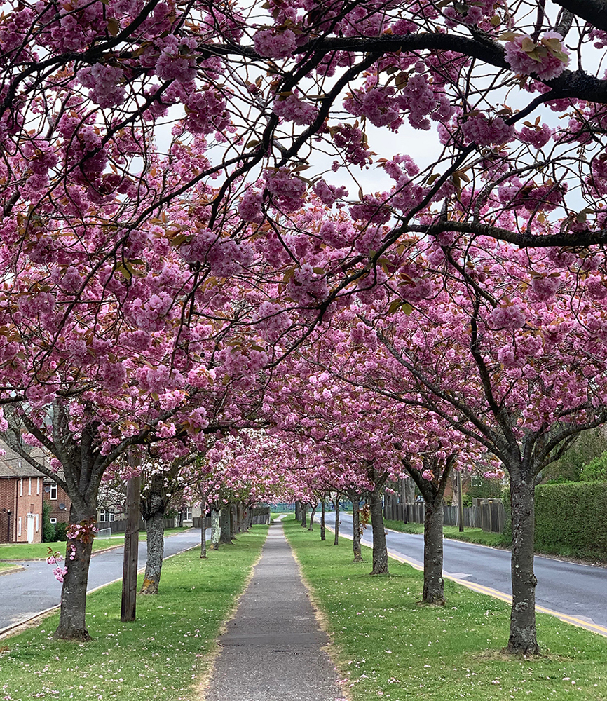 Blossom Time Melanie Chalk ARPS