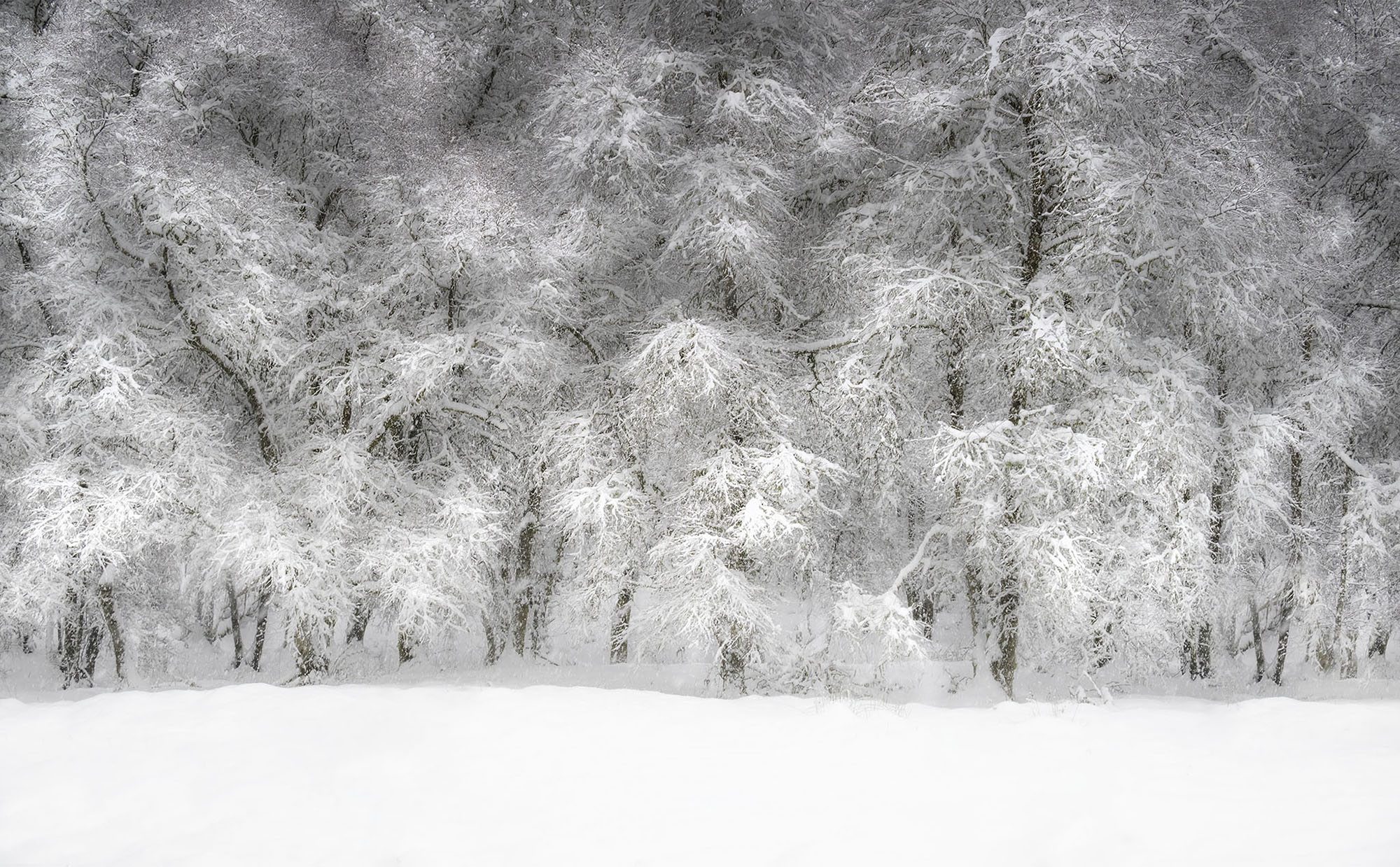 Morag Forbes LRPS Perthshire Snowday