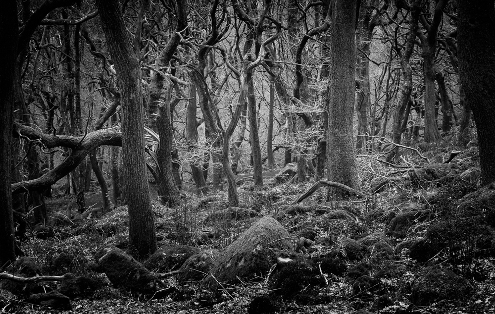 Ancient Woodland