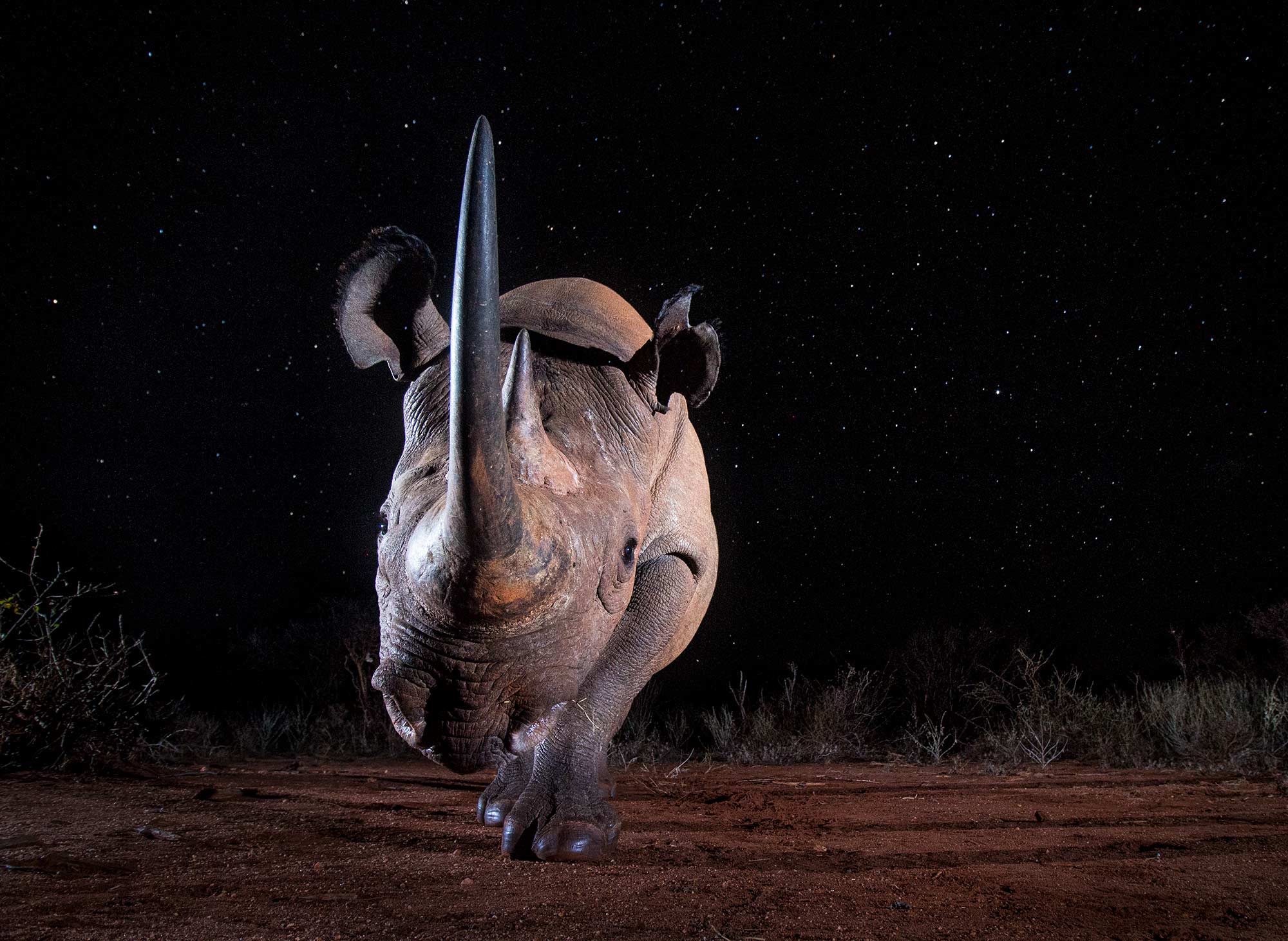 How I photographed a star-lit black rhino