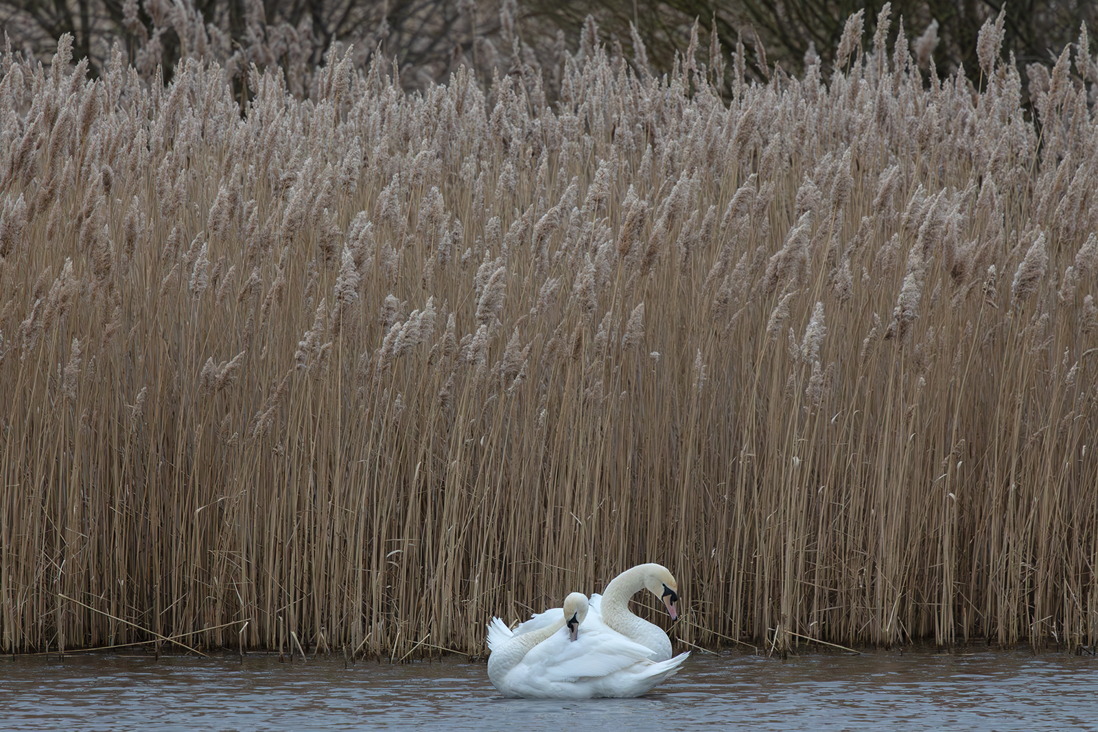 Mute Swan Pair By Julia Andrew