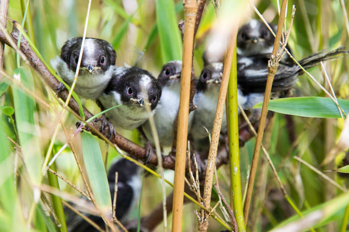 12 André Bergmans Long Tailed Tits 01