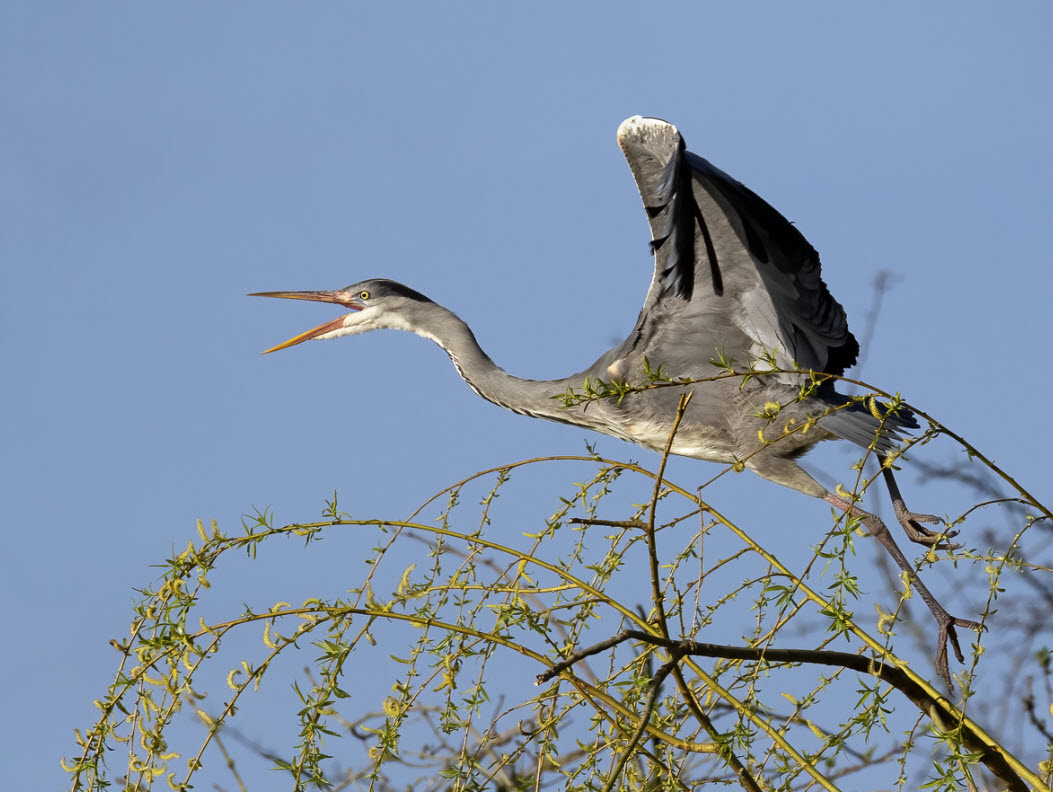 Alexandra Doughty Heron