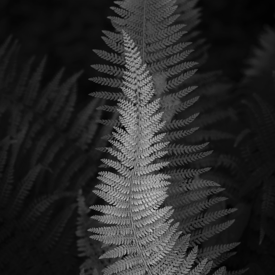 Multi layered image of a fern