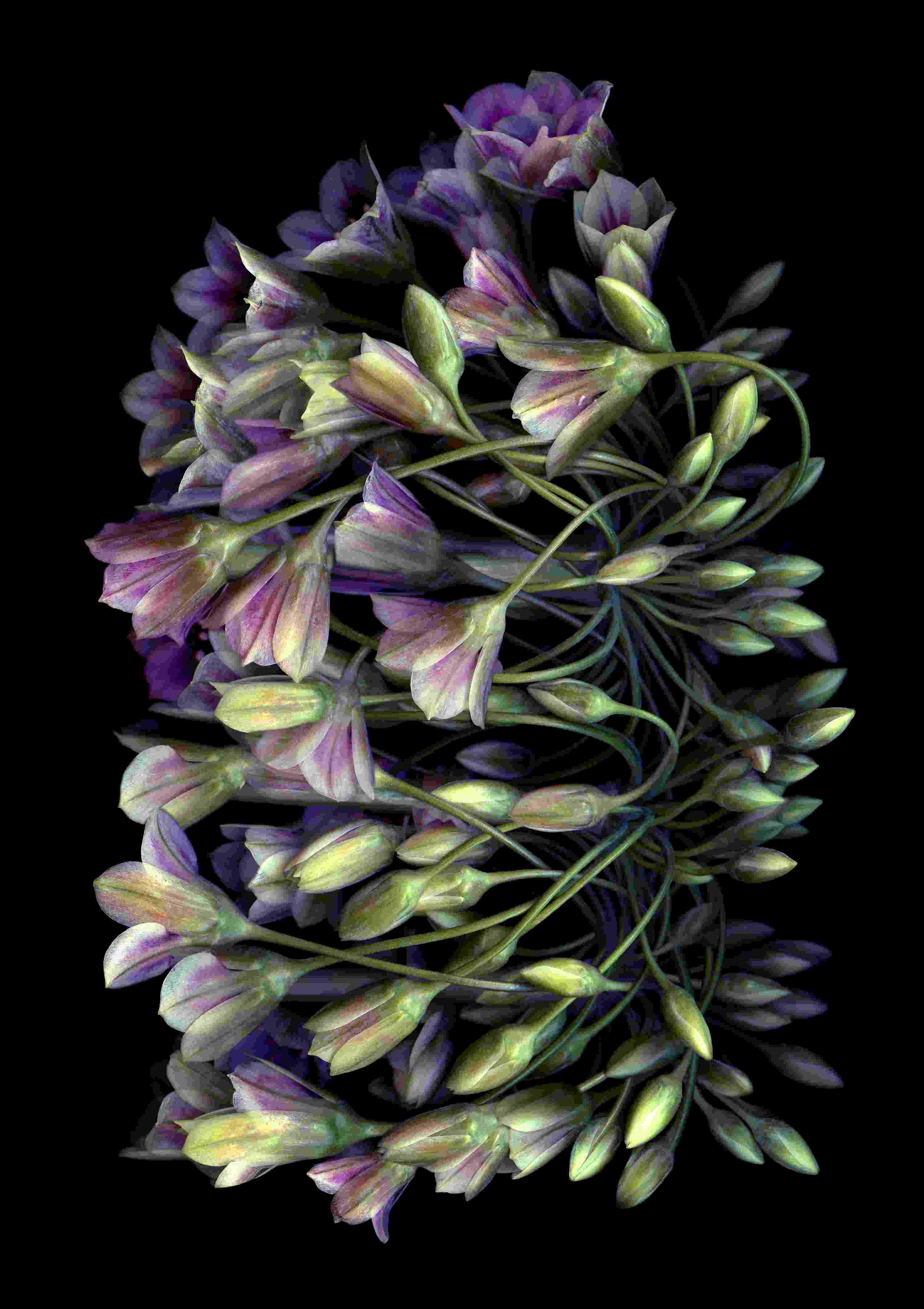 Allium 150Kb