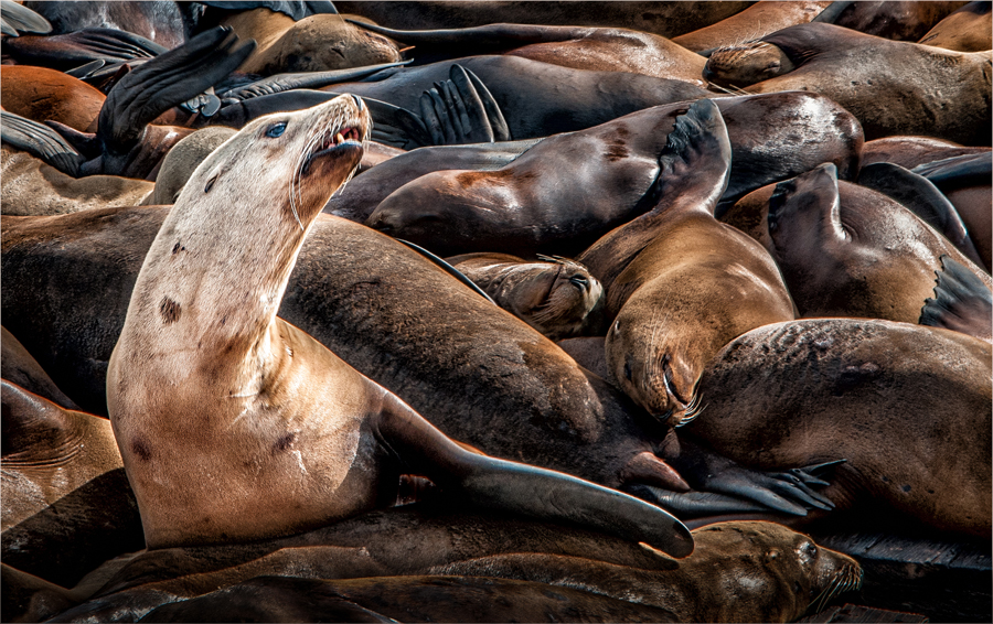 Sealions