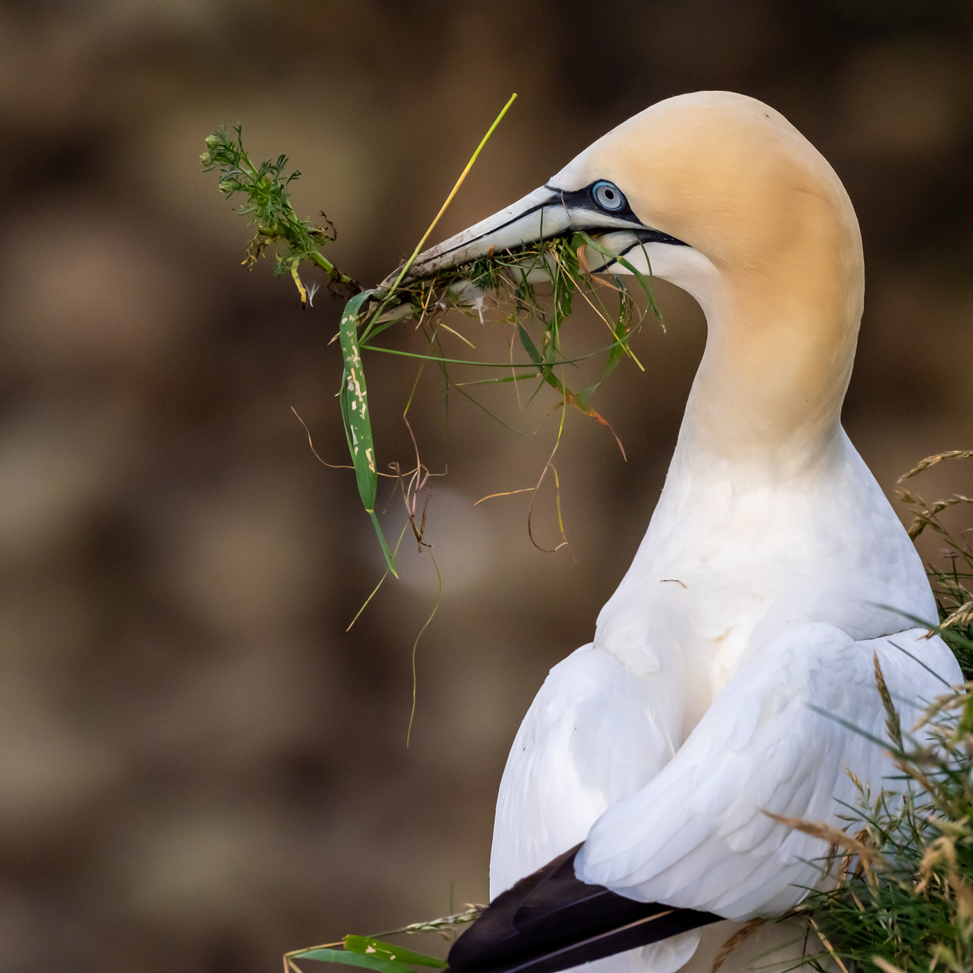 Andrew Hersom Nesting