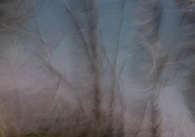 2603 Sue Brame Watercolour Woodland Web