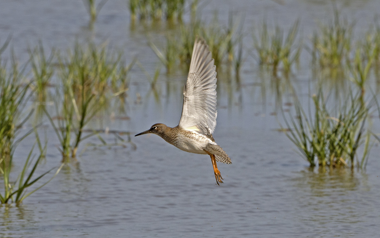 Redshank Take Off By John Chamberlin