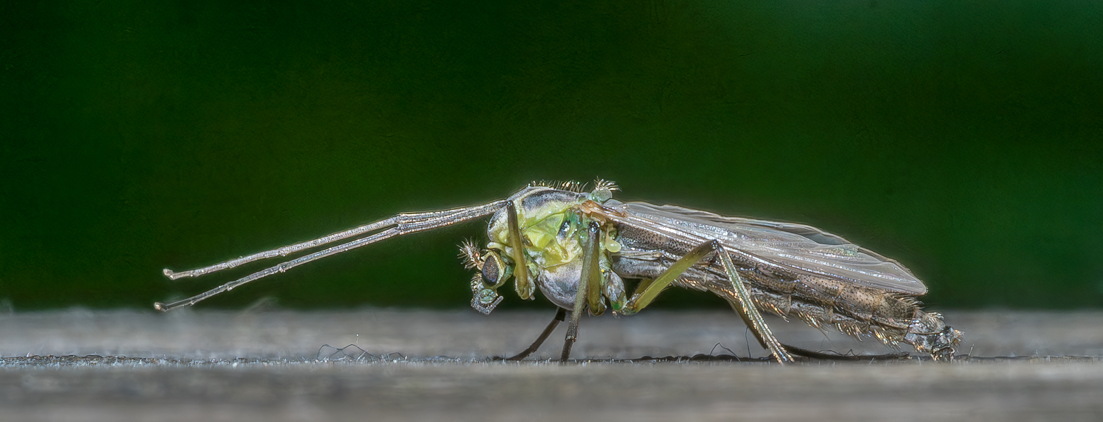 Chironomid Midge
