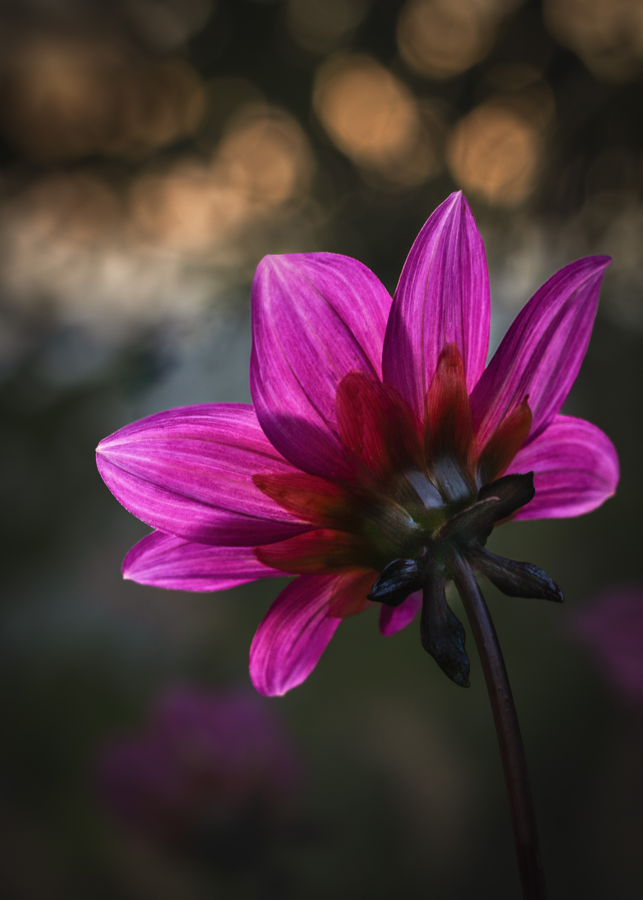 RPS Licentiate Presentation Panel 03