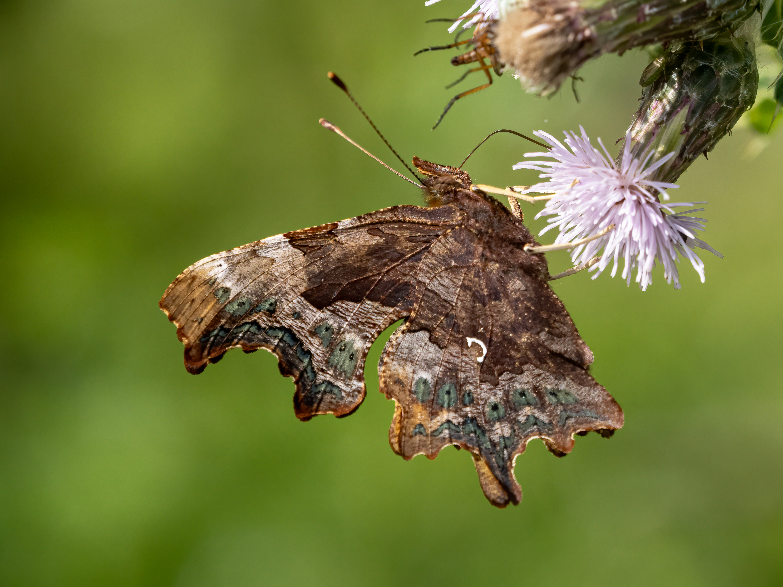 8 Comma Underside By Margaret Beardsmore