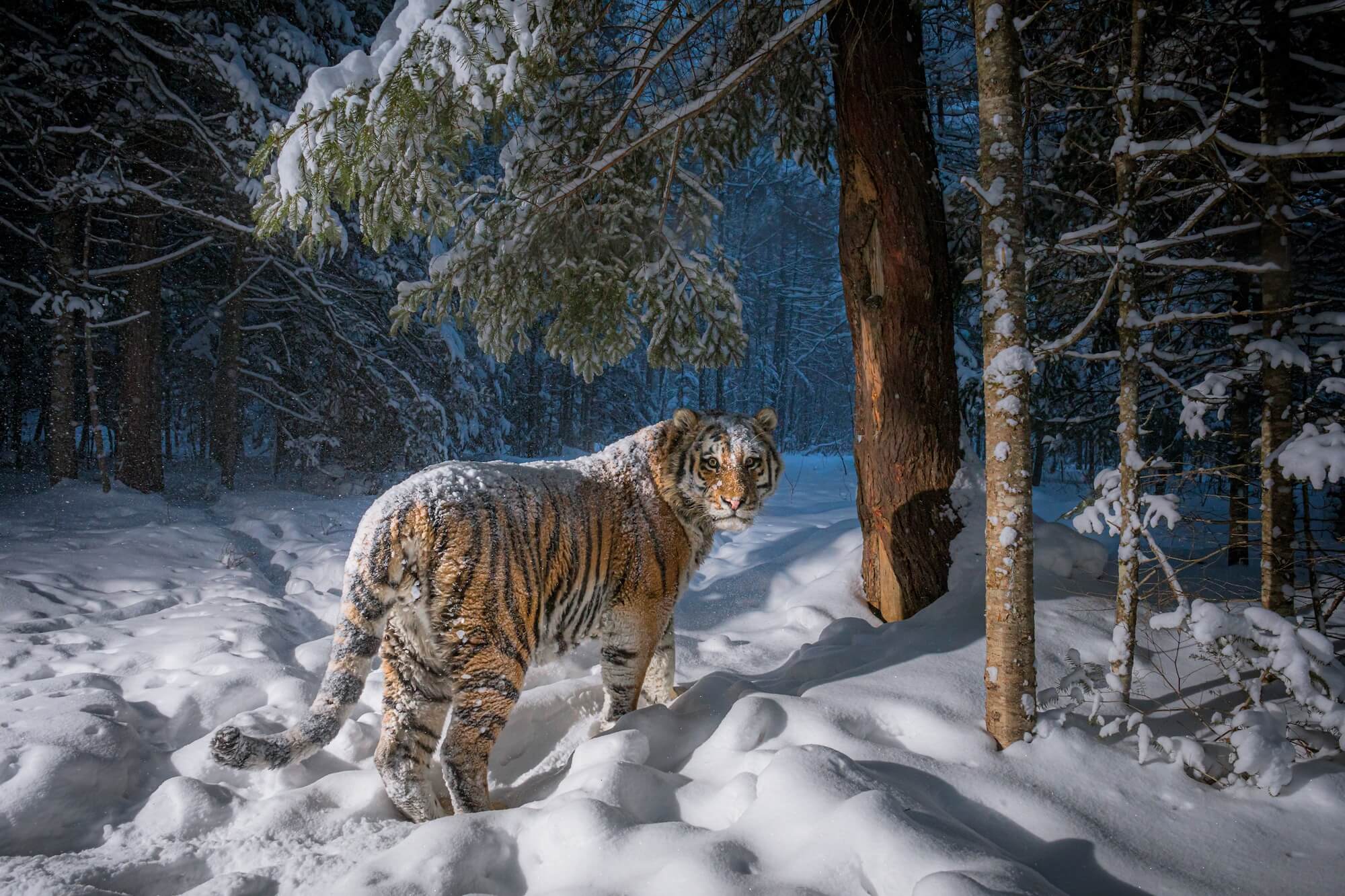 Five images of tigers facing extinction
